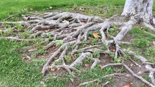 Tree Roots