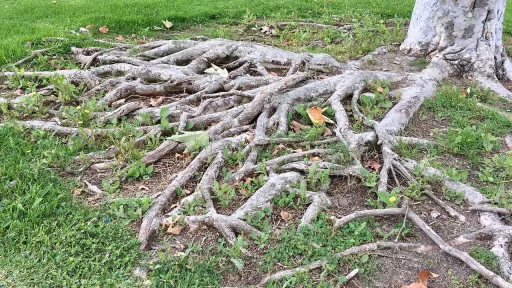Tree Roots
